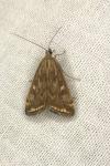 Loxostege sticticalis