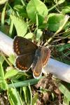 Aricia agestis