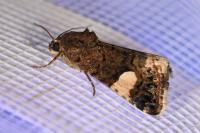 Tyta luctuosa