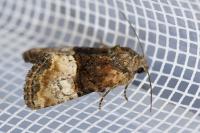 Mesoligia furuncula