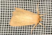 Mythimna pallens