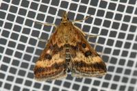Pyrausta despicata