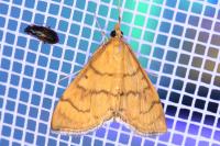 Anania verbascalis