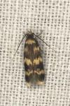 Oegoconia