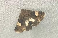 Tyta luctuosa