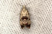 Cochylis hybridella