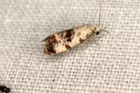 Cochylis hybridella
