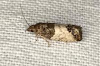 Spilonota ocellana