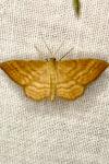 Idaea ochrata