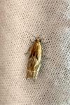 Eucosma