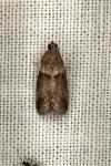 Acrobasis consociella