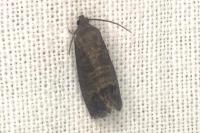 Cydia pomonella