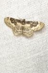 Idaea rusticata
