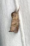 Clostera curtula