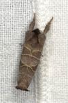 Clostera curtula
