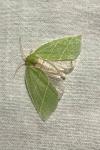 Bena bicolorana