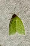 Bena bicolorana