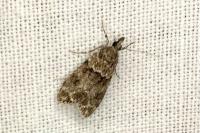 Eudonia mercurella