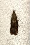 Aphomia sociella