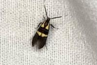 Dasycera oliviella