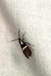 Dasycera oliviella