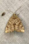 Cosmia trapezina