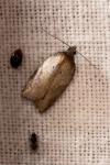 Acleris sparsana