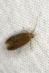 Limnaecia phragmitella