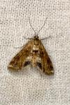 Cataclysta lemnata