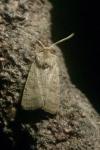 Hoplodrina ambigua