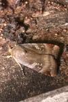 Noctua janthe/janthina