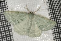 Pseudoterpna pruinata