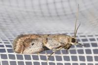 Acrobasis glaucella/fallouella