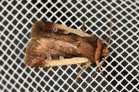 Ochropleura plecta