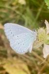 Celastrina argiolus