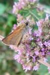 Thymelicus sylvestris
