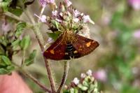 Pyrausta aurata