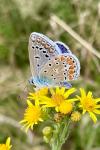 Polyommatus icarus