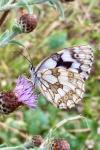 Melanargia galathea