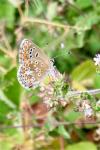 Aricia agestis