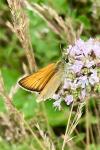 Thymelicus lineola