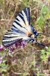 Iphiclides podalirius
