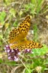 Argynnis paphia