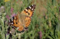Vanessa cardui
