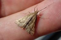 Synaphe punctalis