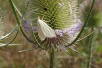 Sitochroa palealis