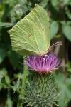 Gonepteryx rhamni