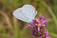 Celastrina argiolus