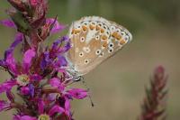 Aricia agestis