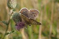 Lycaena tityrus